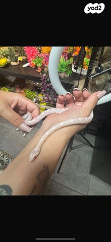 תמונת מודעה - חיות מחמד