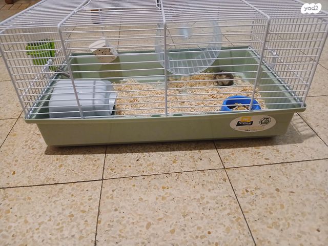 תמונת מודעה - חיות מחמד