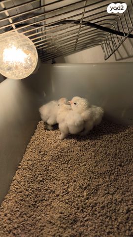 תמונת מודעה - חיות מחמד