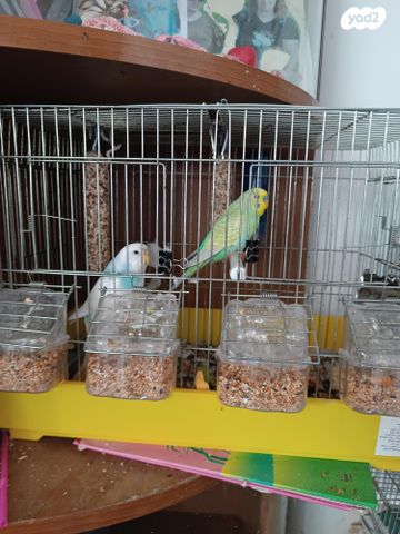 תמונת מודעה - חיות מחמד