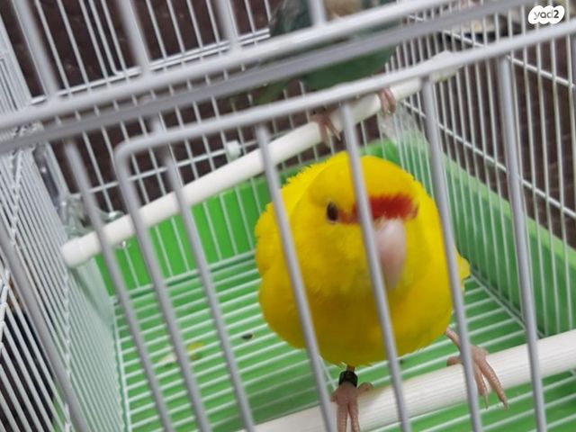 תמונת מודעה - חיות מחמד