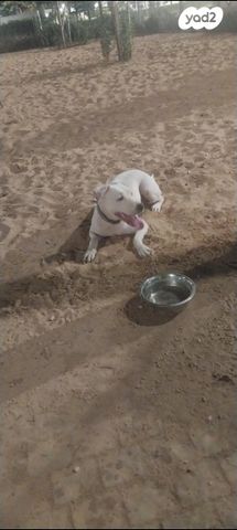 תמונת מודעה - חיות מחמד