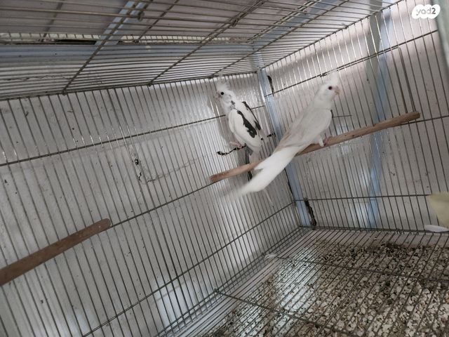 תמונת מודעה - חיות מחמד