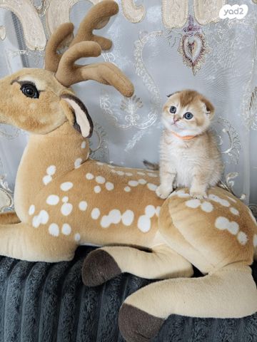 תמונת מודעה - חיות מחמד