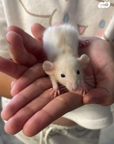 תמונת מודעה - חיות מחמד