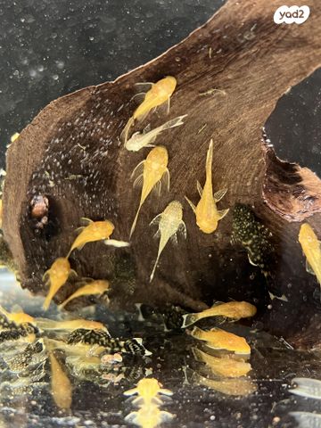 תמונת מודעה - חיות מחמד