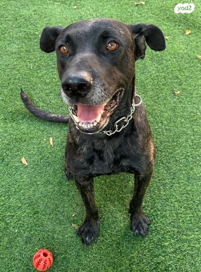 תמונת מודעה - חיות מחמד