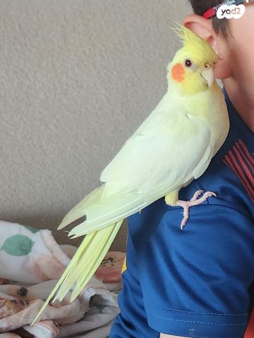 תמונת מודעה - חיות מחמד