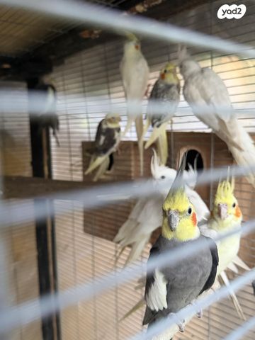 תמונת מודעה - חיות מחמד