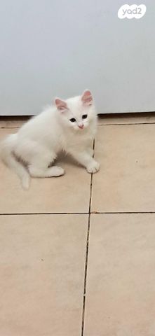 תמונת מודעה - חיות מחמד