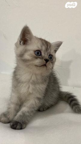 תמונת מודעה - חיות מחמד