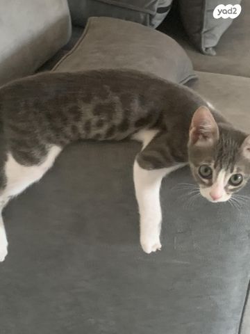 תמונת מודעה - חיות מחמד