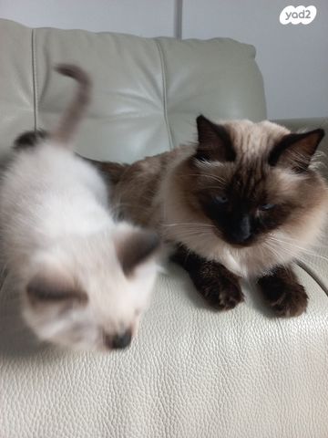 תמונת מודעה - חיות מחמד