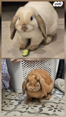 תמונת מודעה - חיות מחמד