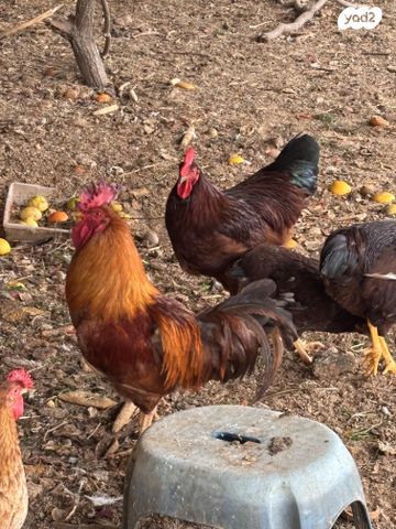 תמונת מודעה - חיות מחמד