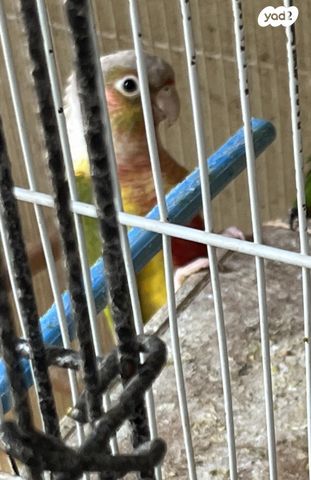 תמונת מודעה - חיות מחמד