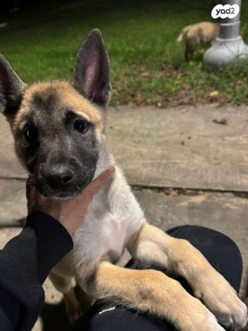 תמונת מודעה - חיות מחמד