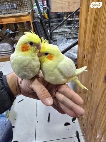 תמונת מודעה - חיות מחמד