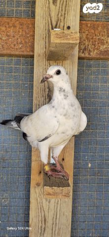 תמונת מודעה - חיות מחמד