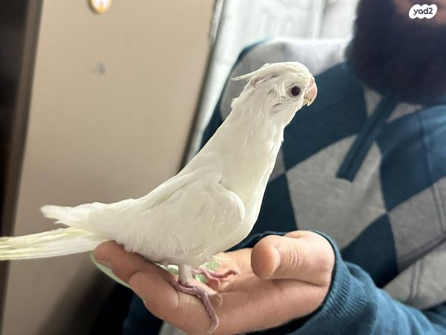 תמונת מודעה - חיות מחמד