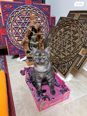 תמונת מודעה - חיות מחמד