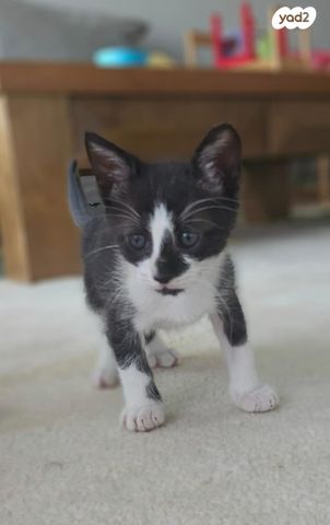 תמונת מודעה - חיות מחמד