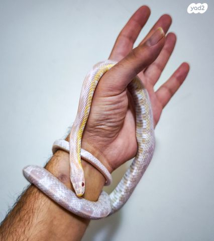 תמונת מודעה - חיות מחמד