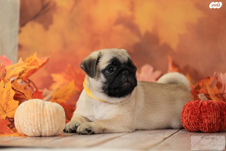 תמונת מודעה - חיות מחמד