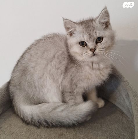 תמונת מודעה - חיות מחמד