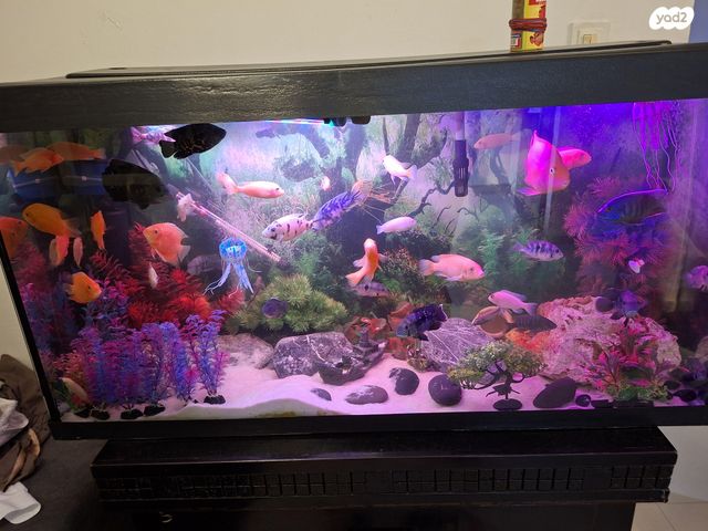 תמונת מודעה - חיות מחמד