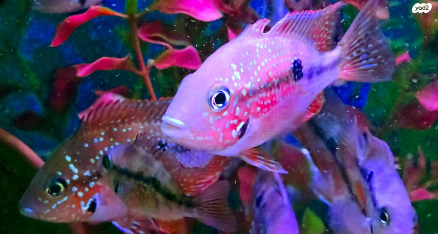 דג ציקלידים