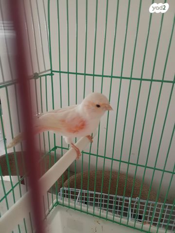 תמונת מודעה - חיות מחמד