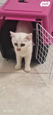 תמונת מודעה - חיות מחמד