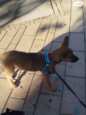 תמונת מודעה - חיות מחמד