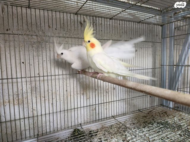 תוכי קוקוטייל