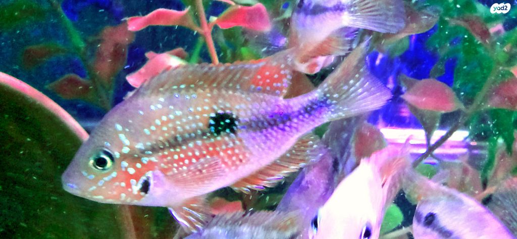 דג ציקלידים