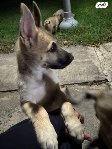 כלב האסקי סיבירי