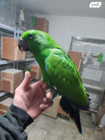 תוכי אקלקטוס