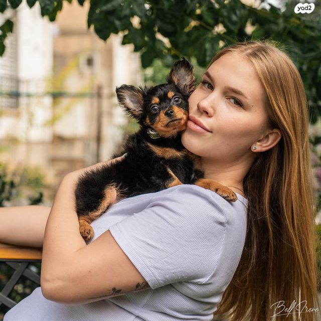 כלב טוי רוסי