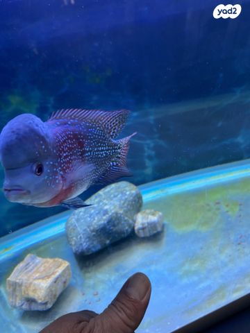 דג ציקלידים