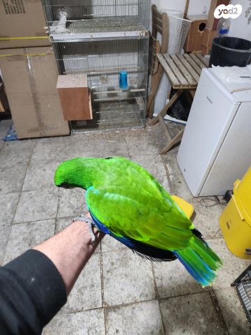 תוכי אקלקטוס