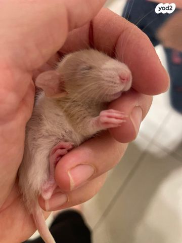 מכרסם חולדה