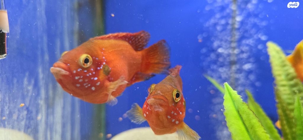 דג ציקלידים