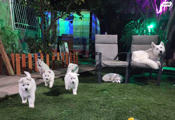 כלב רועה שוויצרי לבן