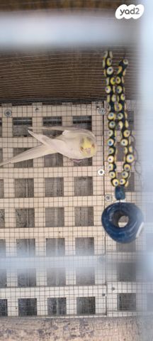 תוכי קוקוטייל