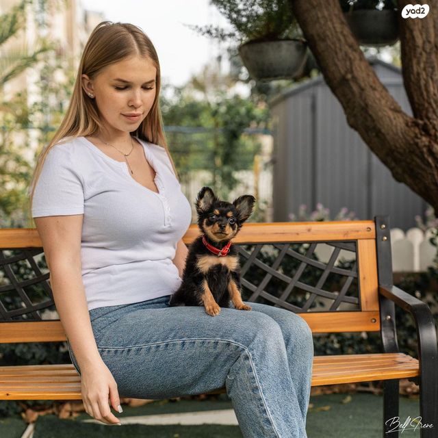 כלב טוי רוסי