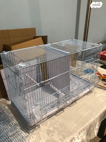 תוכי פינקים