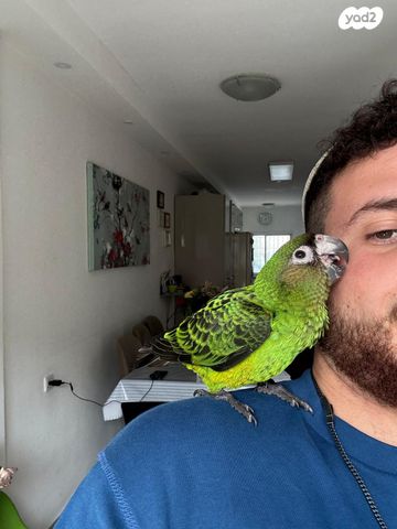 תוכי ג'רדין