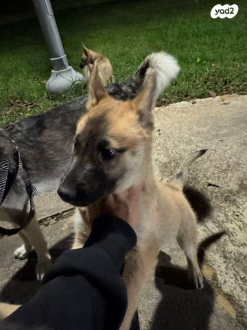 כלב האסקי סיבירי