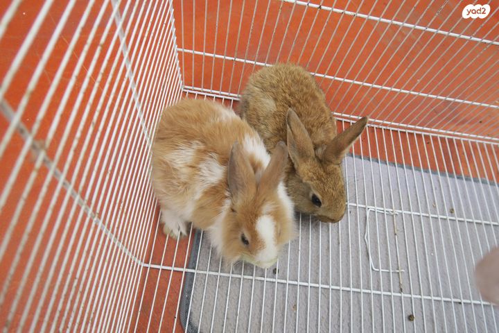 מכרסם ארנב ננסי